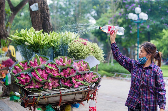 guide meteo Hanoi lotus, quand partir hanoi