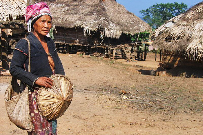 Piège à oiseaux : Insolite : Muang Sing : Nord-Ouest : Laos 