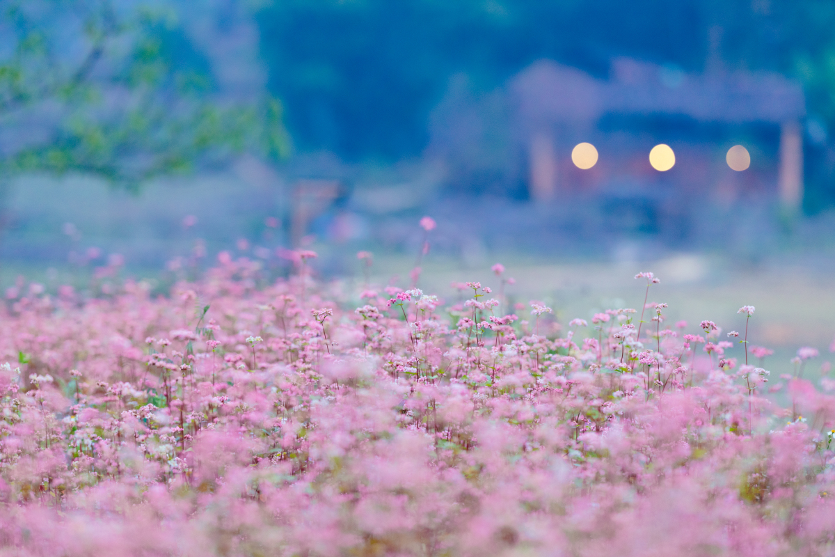 Un champ de fleurs de sarrasin en pleine floraison,à l'entrée du village de Lo Lo Chai de Ha Giang