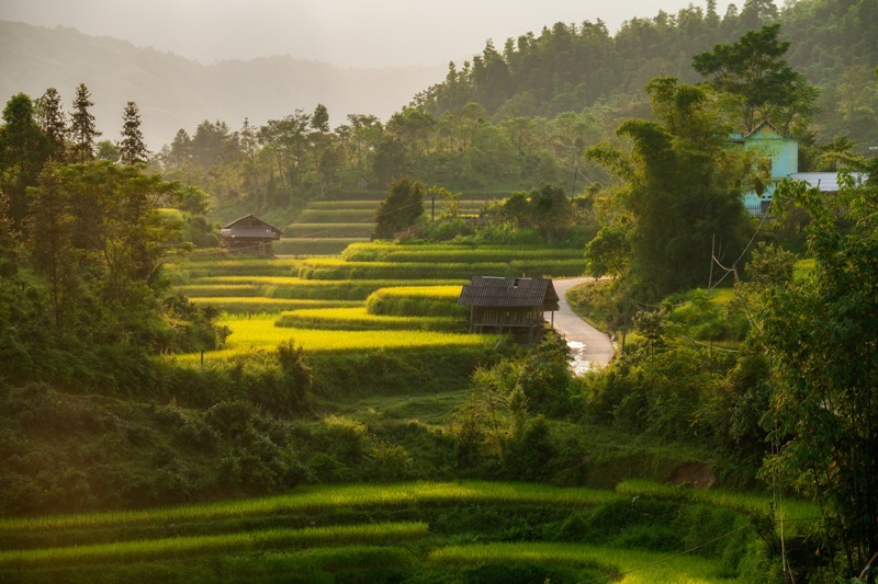 Rizières en terrasses à Hoang Su Phi - Ha Giang