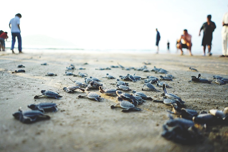 Côn Dao : Une expérience magique avec le lâcher de tortues 