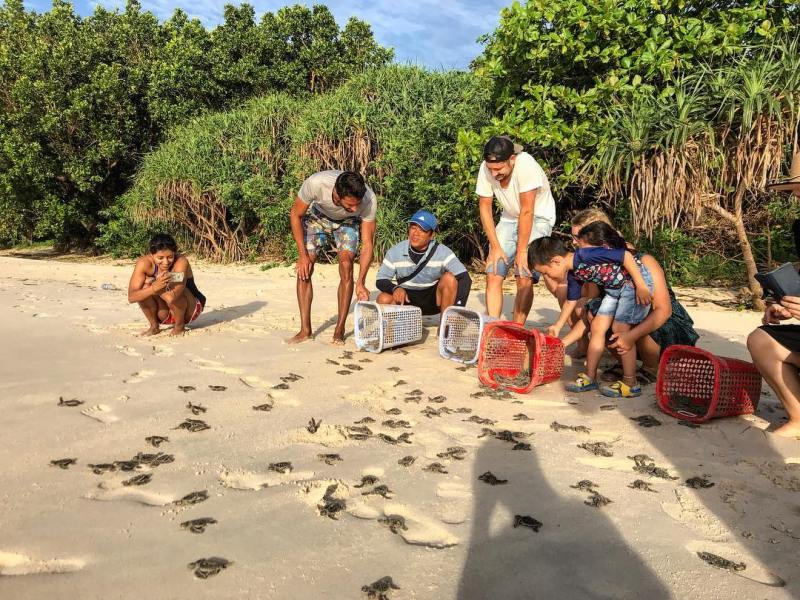 Con Dao : Une expérience magique avec le lâcher de tortues 