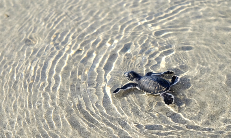 Côn Dao : Une expérience magique avec le lâcher de tortues 