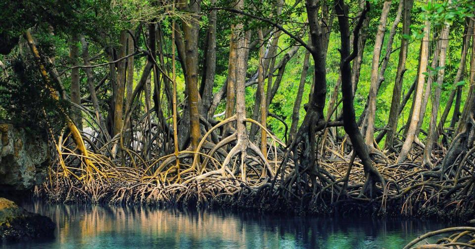 Sur la c&ocirc;te de Tr&agrave; Vinh, les mangroves forment un &eacute;cosyst&egrave;me pr&eacute;cieux o&ugrave; les pal&eacute;tuviers s&rsquo;enracinent entre terre et eau, cr&eacute;ant un paysage &agrave; la fois sauvage et paisible.