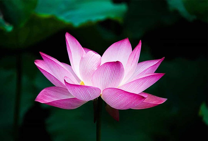 lotus fleur nationale Vietnam beaute