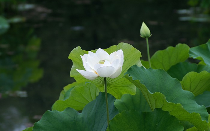 lotus fleur nationale Vietnam blanc