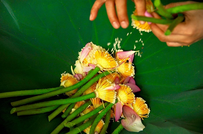 lotus fleur nationale Vietnam petan