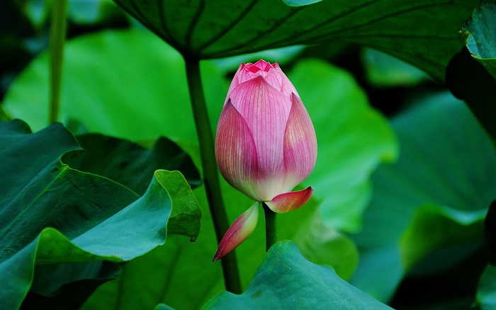 lotus fleur nationale Vietnam region