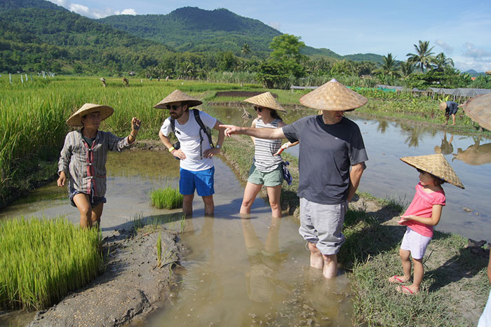 Luang Prabang riziculture