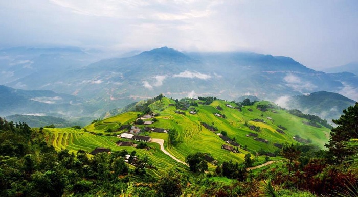 moisson riz Vietnam hoang su phi panorama