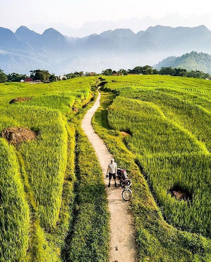 moisson riz Vietnam pu luong