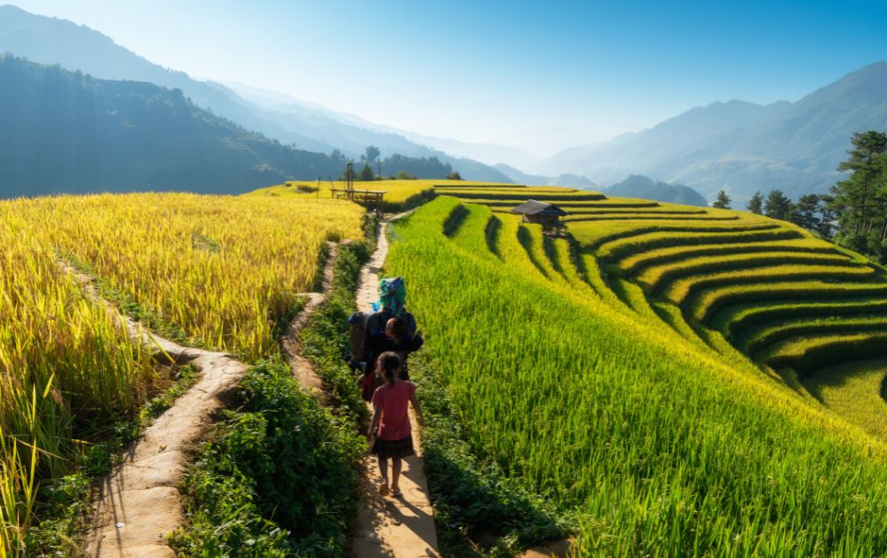 mu cang chai en saison de riz