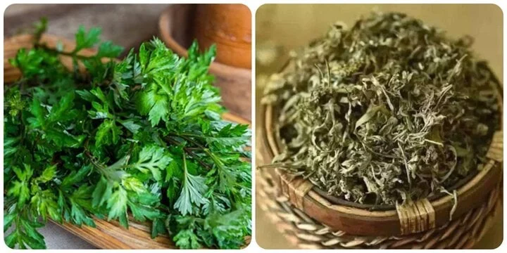 Feuilles fraîches et séchées de l'armoise, plante médicinale traditionnelle du Vietnam