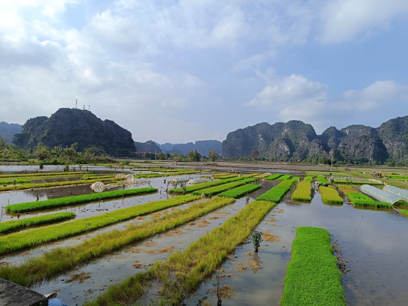 Ninh Binh en Fevrier - Voyage au Vietnamm au rythme du riz