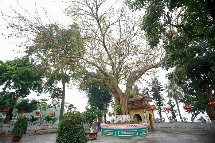Pagode Tran Quoc Hanoi arbre