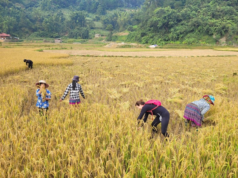 Participer à la récolte du riz