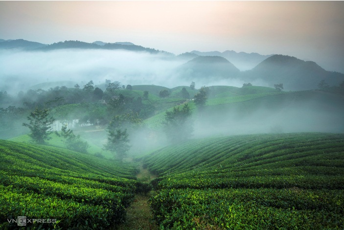 Les paysages spectaculaires du plateau de thé Long Coc, Phu Tho