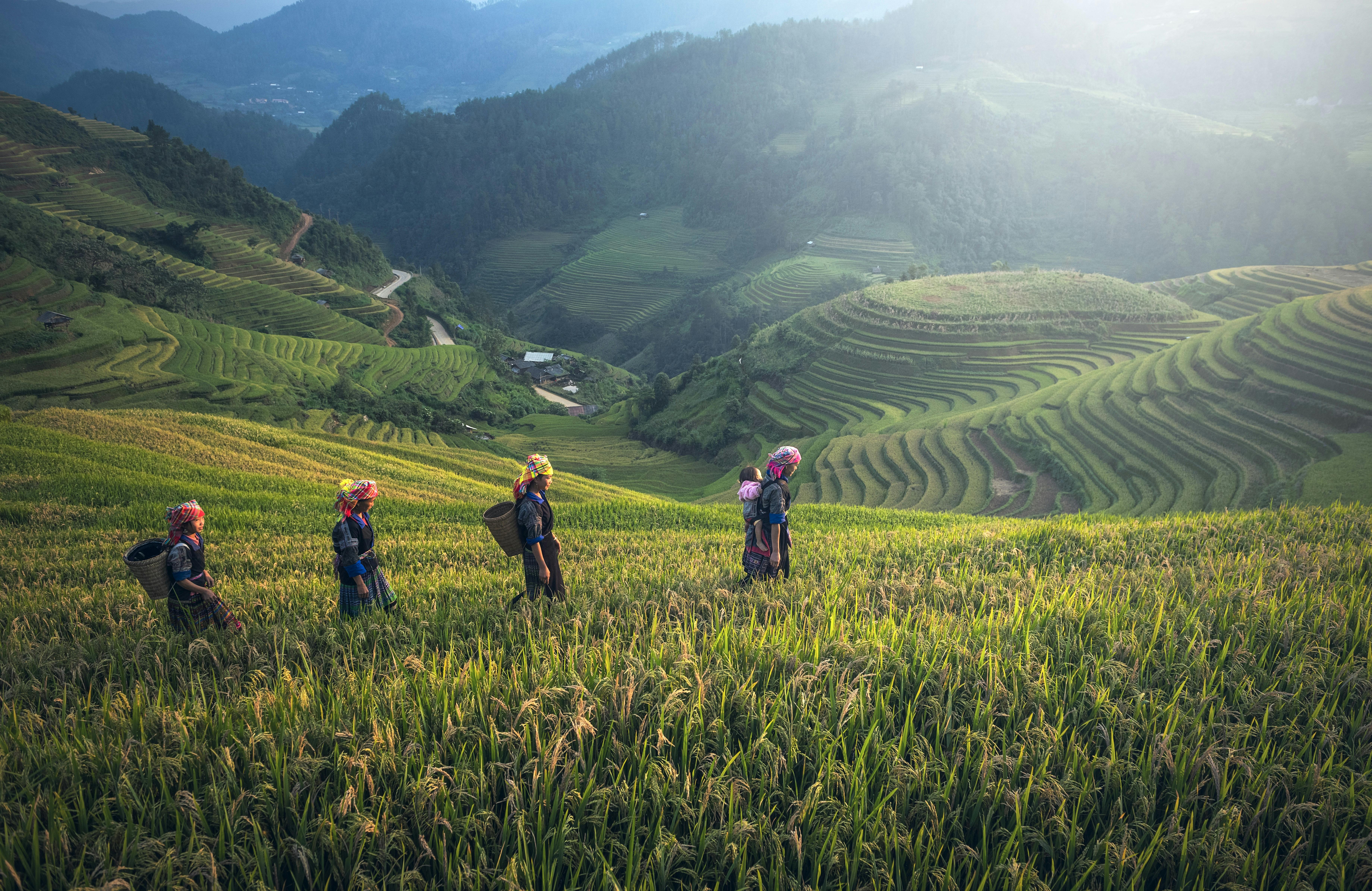 rizieres en terasses vietnam