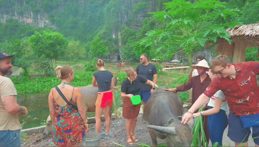 Les touristes prends soin de buffles d’eau à Ninh Binh