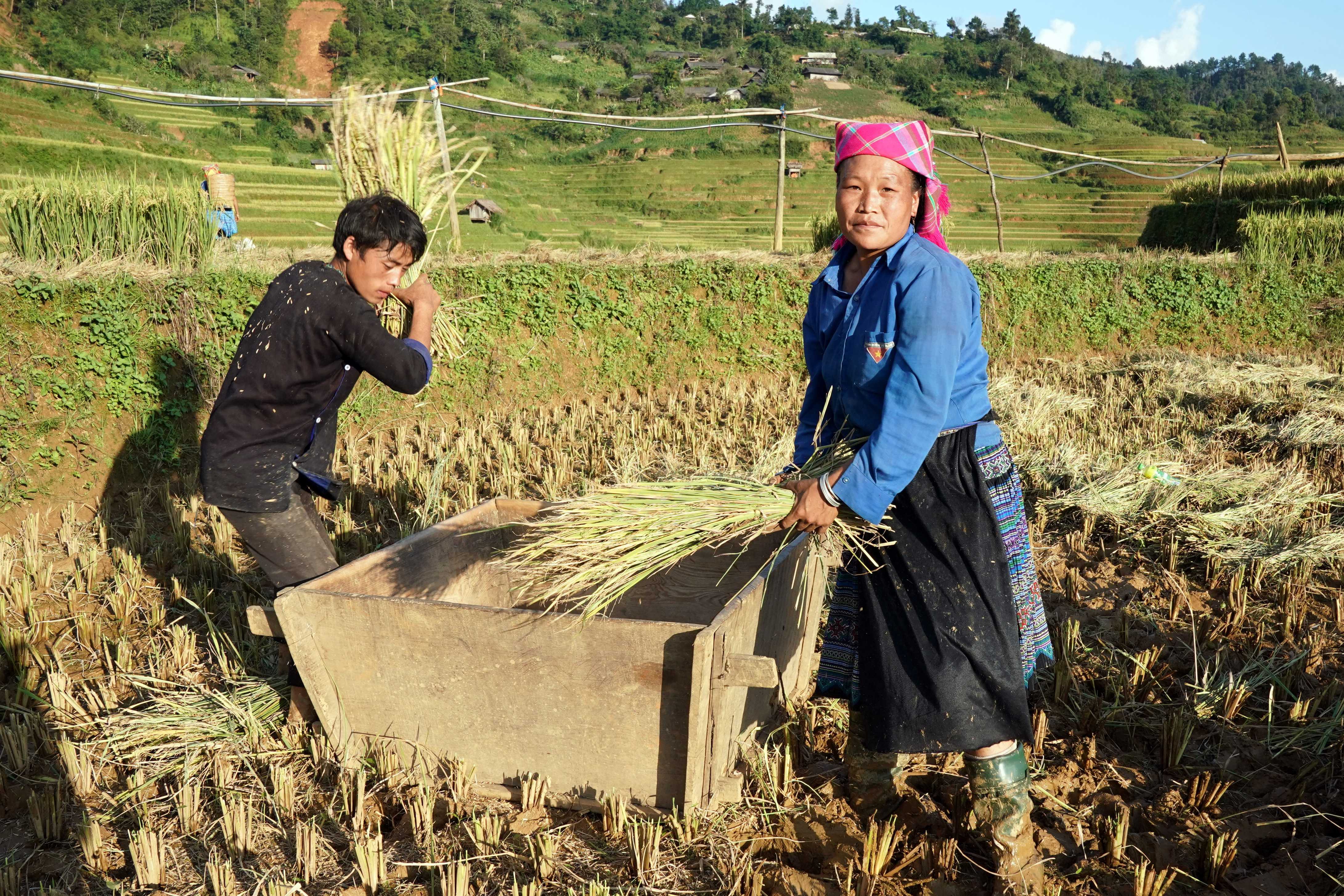 La saison de récolte du riz