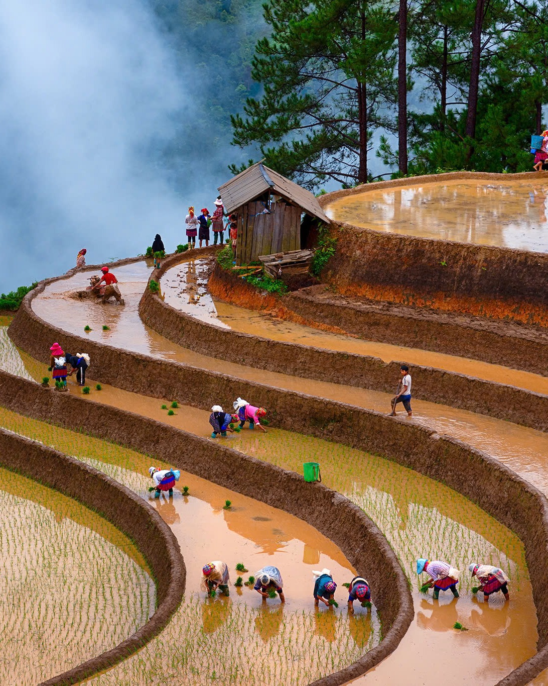 Repiquage du riz dans le nord du Vietnam