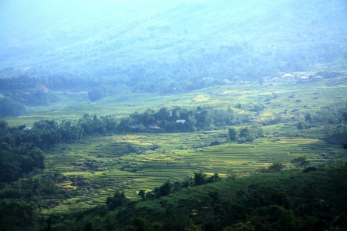rizières terrasse pu luong Vietnam