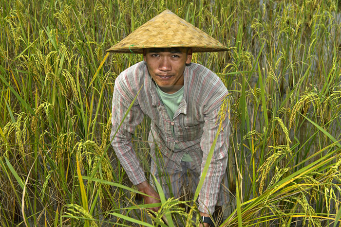 riziculture récolte Luang Prabang