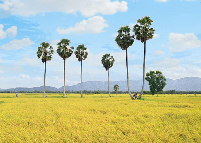 rizieres dans le delta du Mekong