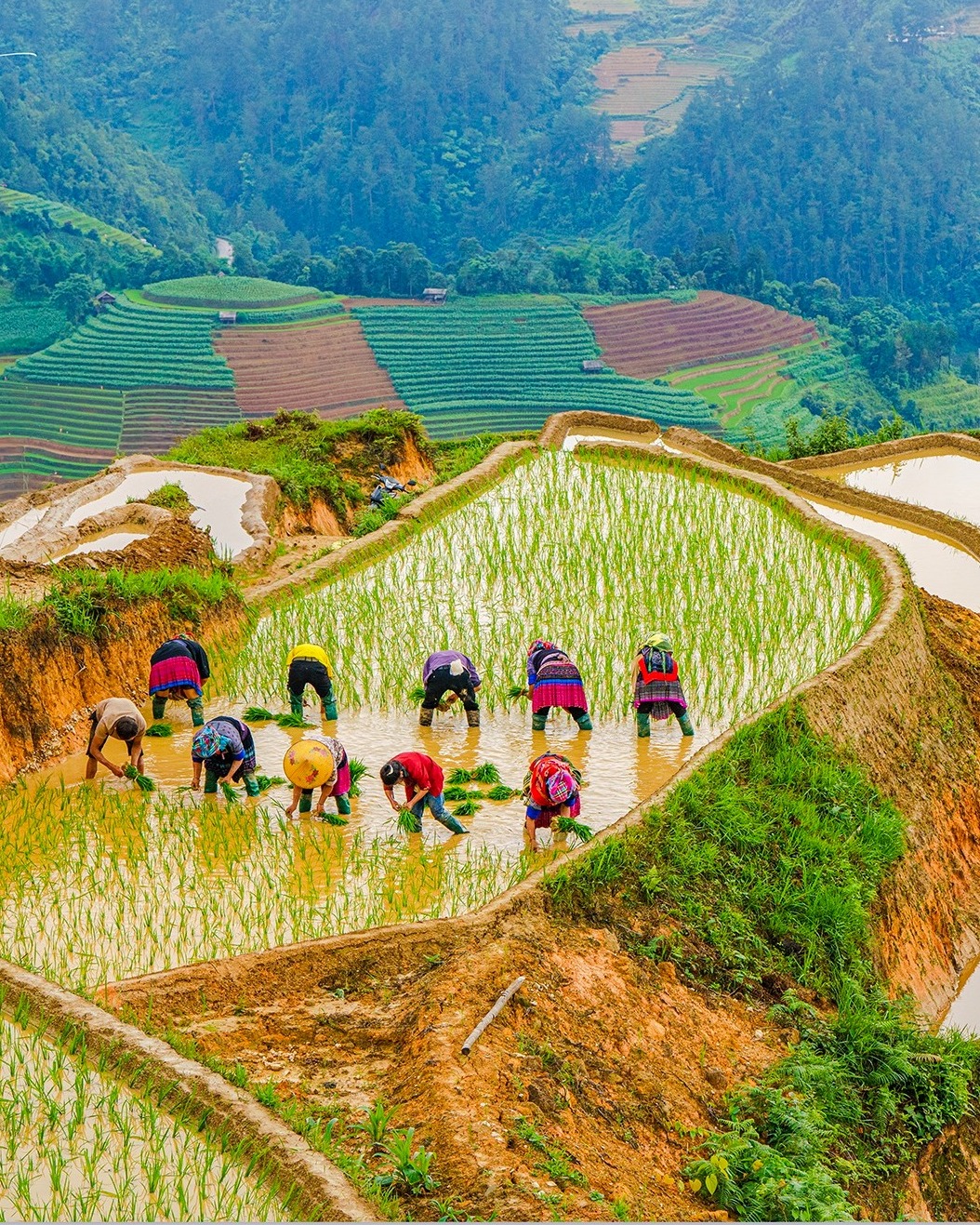 Rizières en terrasses et la vie des minorités dans le nord du vietnam