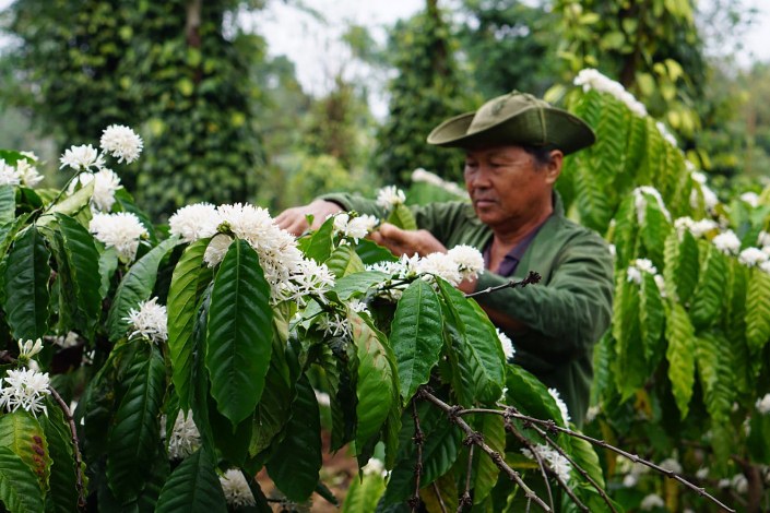 La saison des fleurs de café aux yeux des habitants des Hauts plateaux du Centre 