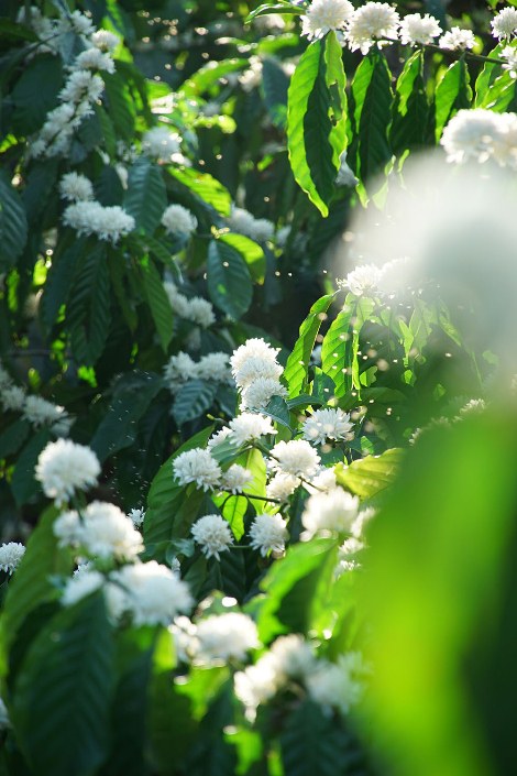 La saison des fleurs de café aux yeux des habitants des Hauts plateaux du Centre