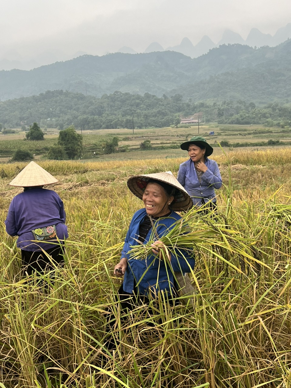 saison de récolte à Nghia Lo- Vietnam