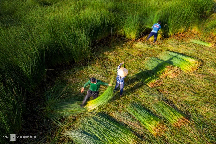 Saison des récoltes du souchet de Malacca au delta du Mékong