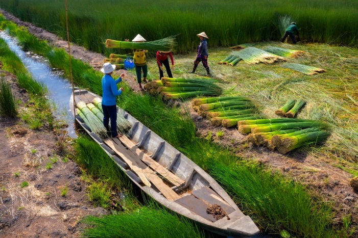 Saison des récoltes du souchet de Malacca au delta du Mékong