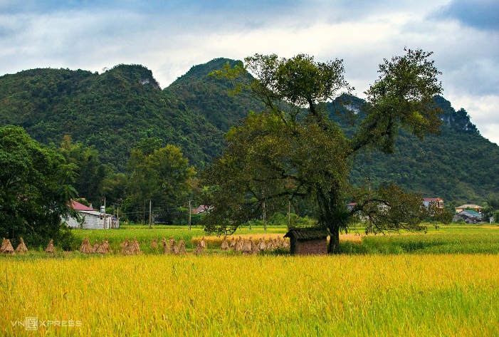 La saison du riz mûr dans les hautes montagnes du Nord aux yeux des touristes