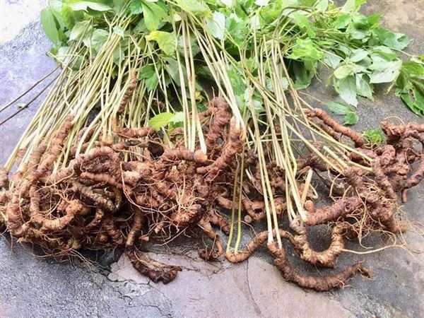 Ngọc Linh, ginseng vietnamien rare et précieux cultivé dans les montagnes du centre du Vietnam
