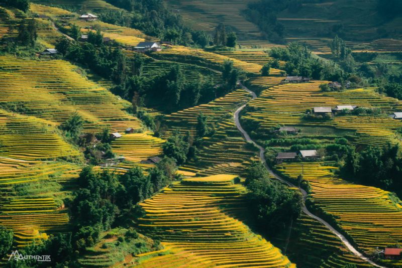 rizières en terrasses à Sapa - Vietnam