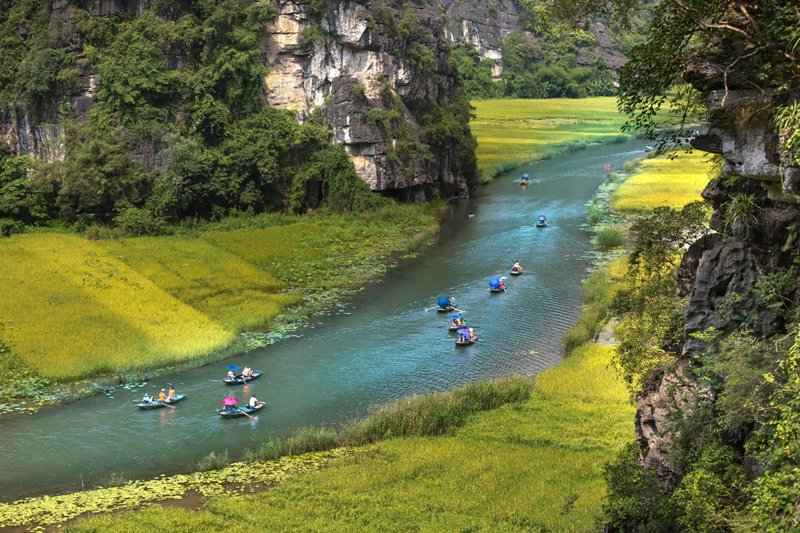 Tam Coc en saison de riz