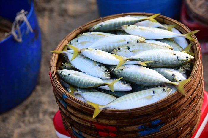 Tam Tien, le marché aux poissons le plus fréquenté de Quang Nam-cho ca Tam Tien Quang Nam