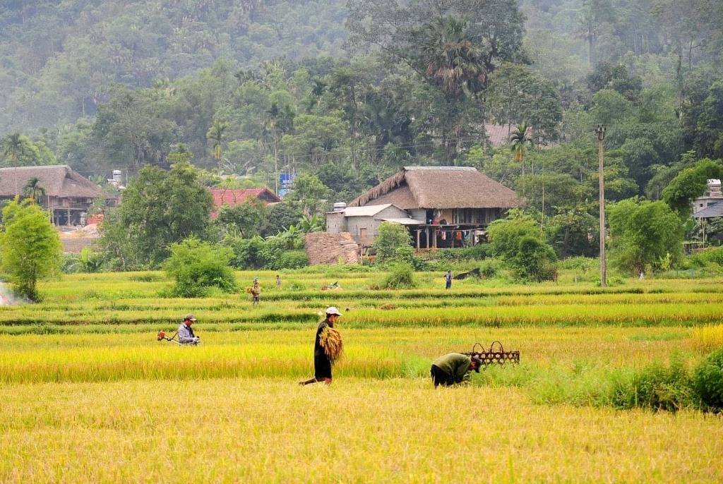 L’agriculture est l’activité principale des habitants de Tha. Photo :  Vietnamtourism