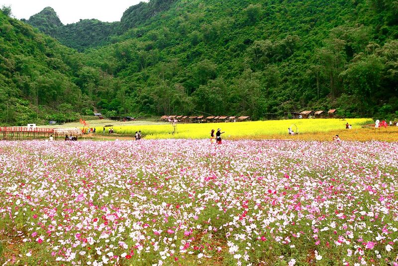 La vallée fleurie de Bác Hà - Lao Cai, célèbre pour ses espèces de fleurs magnifiques.