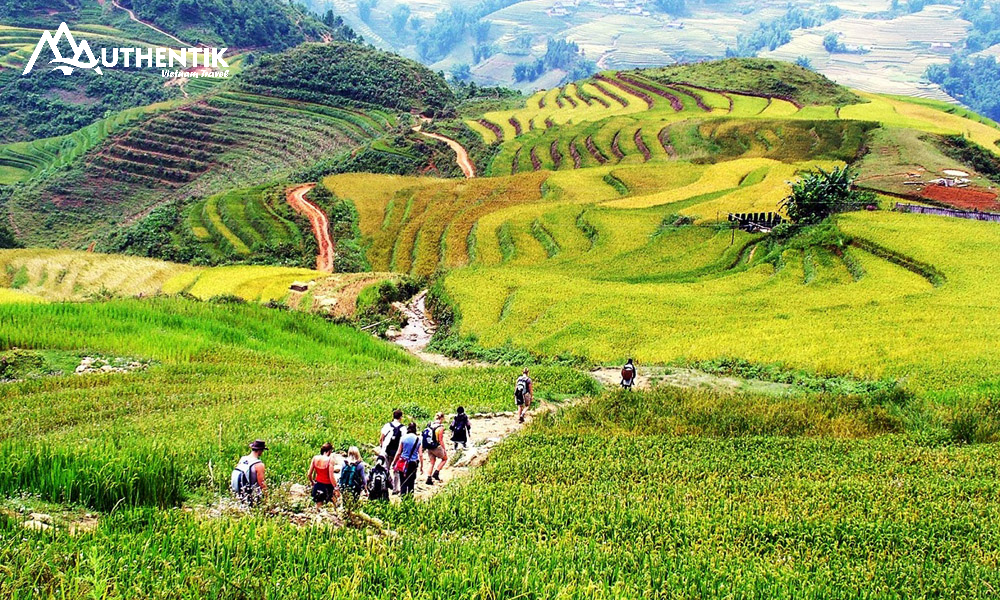 La vallée de Muòng est réputée pour ses paysages montagneux majestueux, ses villages traditionnels préservée et ses possibilités de trekking