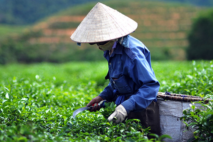 idées souvenirs Vietnam thé