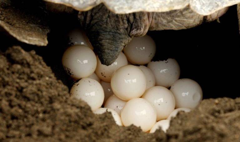 Côn Dao : Une expérience magique avec le lâcher de tortues 