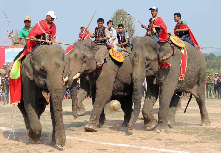 Le tourisme à dos d'éléphant sera arrêté à Dak Lak, Vietnam