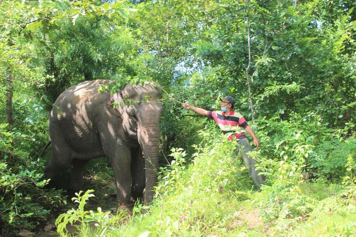 Le tourisme à dos d'éléphant sera arrêté à Dak Lak, Vietnam