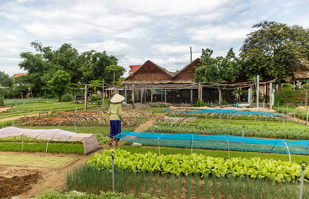  Trà Quế se présente comme une destination à découvrir 