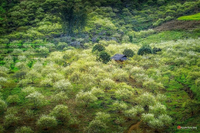 Vallée de prune Na Ka-Moc Chau, au printemps