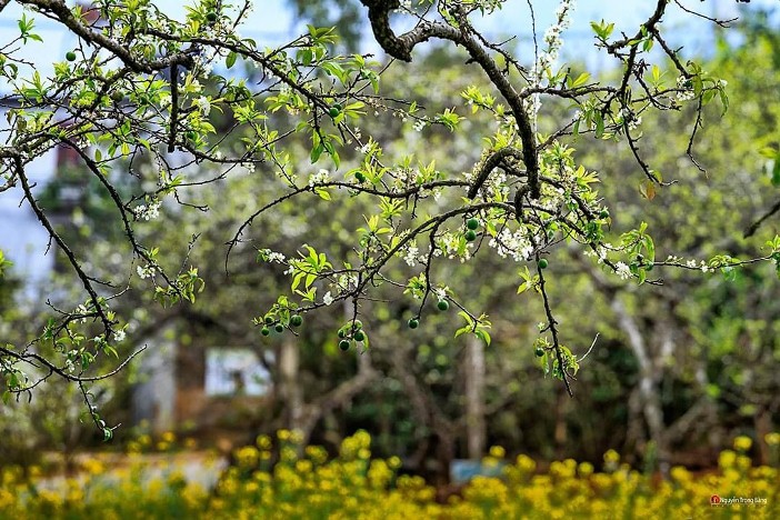 Vallée de prune Na Ka-Moc Chau, au printemps