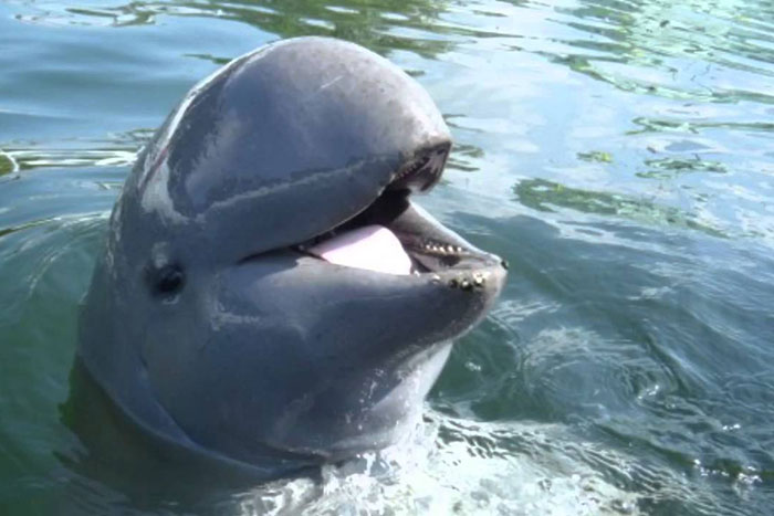 Visiter Pakse sud du Laos dauphins Irrawaddy